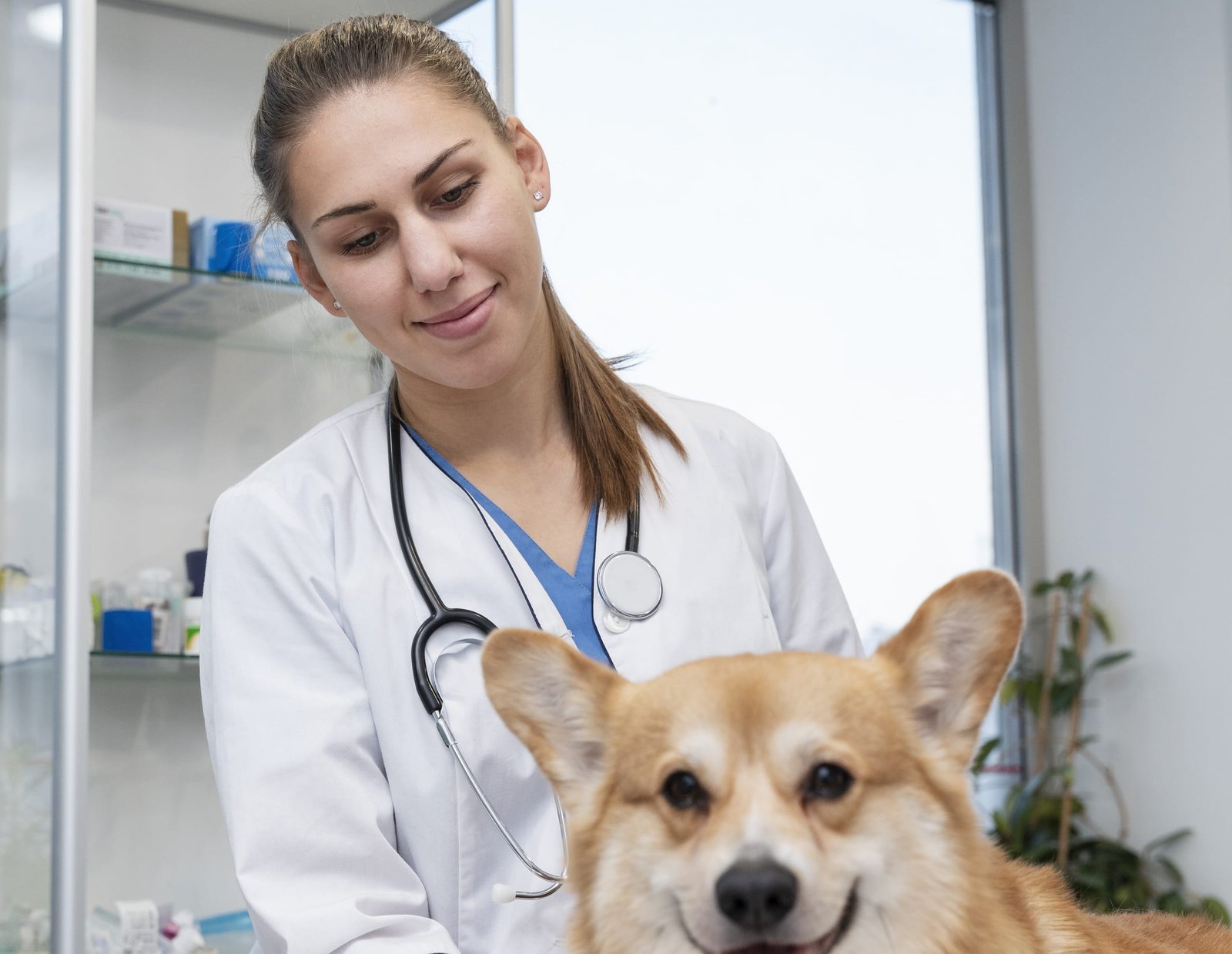 Veterinária cuidando de um cão sobre a mesa de atendimento